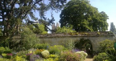 Un noyer grenoblois au jardin botanique d’Oxford…